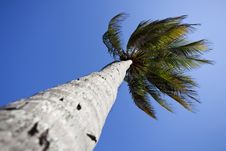 Palme Tree And Tropical Blue Sky Stock Photos Palme Tree And Tropical Blue Sky Stock Photos