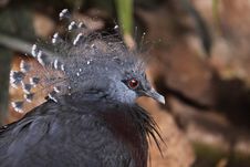 Victoria Crowned Pigeon Royalty Free Stock Photos Victoria Crowned Pigeon Royalty Free Stock Photos