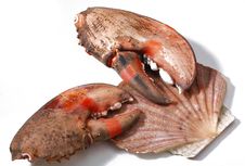 Shell And Crab S Claw Royalty Free Stock Images