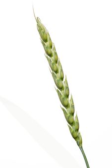 Ear Of Wheat Royalty Free Stock Photos