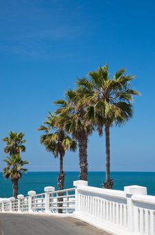 Palm Trees And Walkway By A Beach In California Stock Image Palm Trees And Walkway By A Beach In California Stock Image