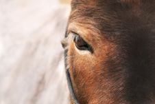 Horse S Eye Royalty Free Stock Images Horse S Eye Royalty Free Stock Images