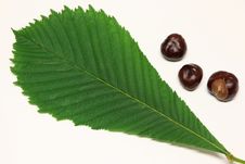 Horse-chestnuts And Leaf Of Horse-chestnut Stock Photography