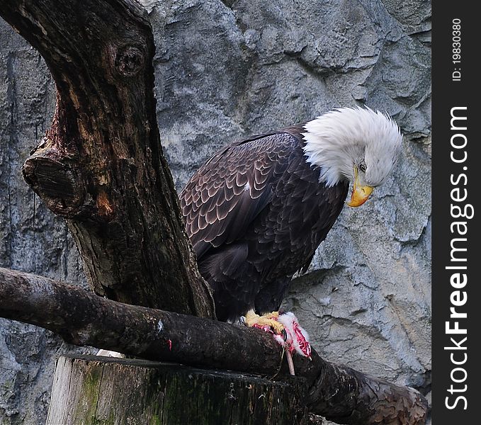 Bald Eagle eating his pray