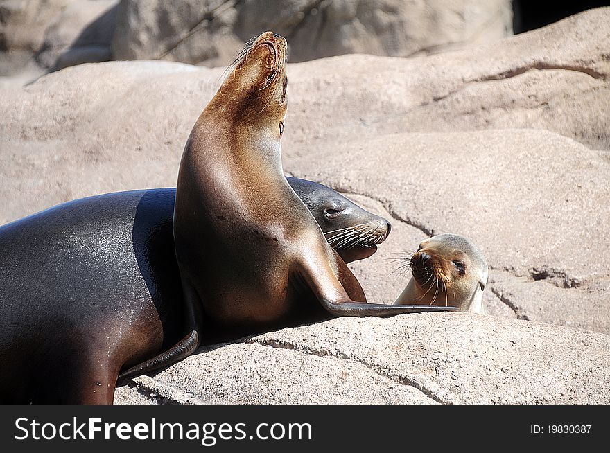 Seals sunning themselves on hot rocks. Seals sunning themselves on hot rocks