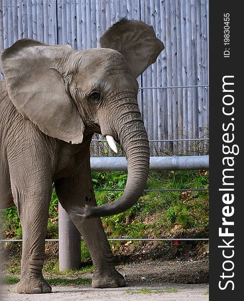 Elephant caught blowing water out of his snoot.