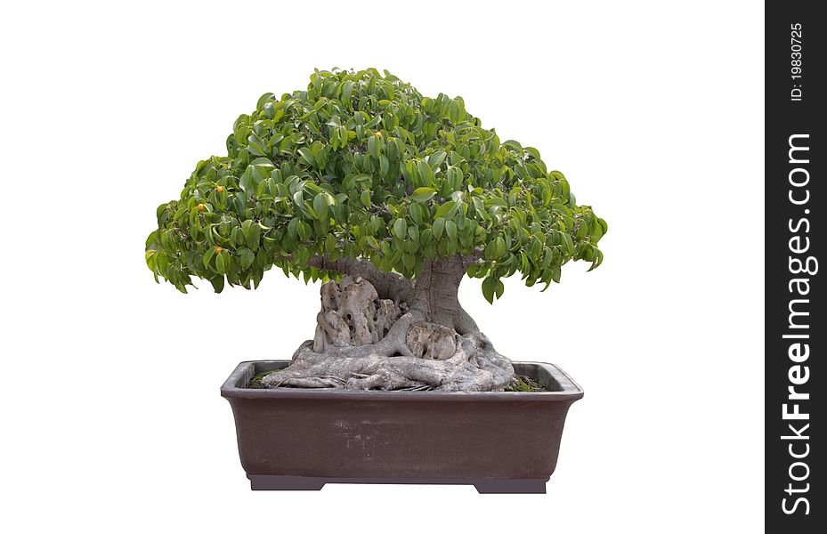 Green bonsai tree Isolated on white background