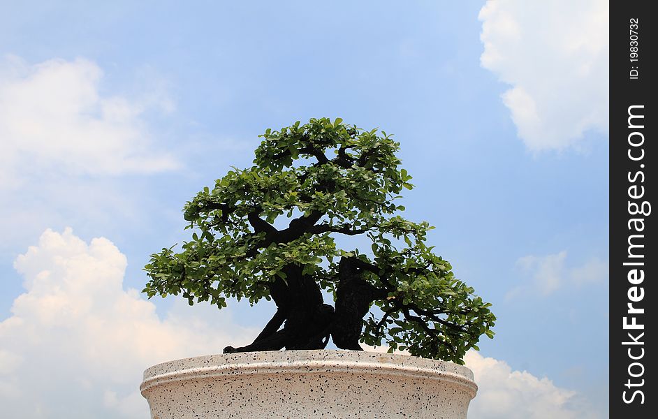 Green bonsai tree on bule syk