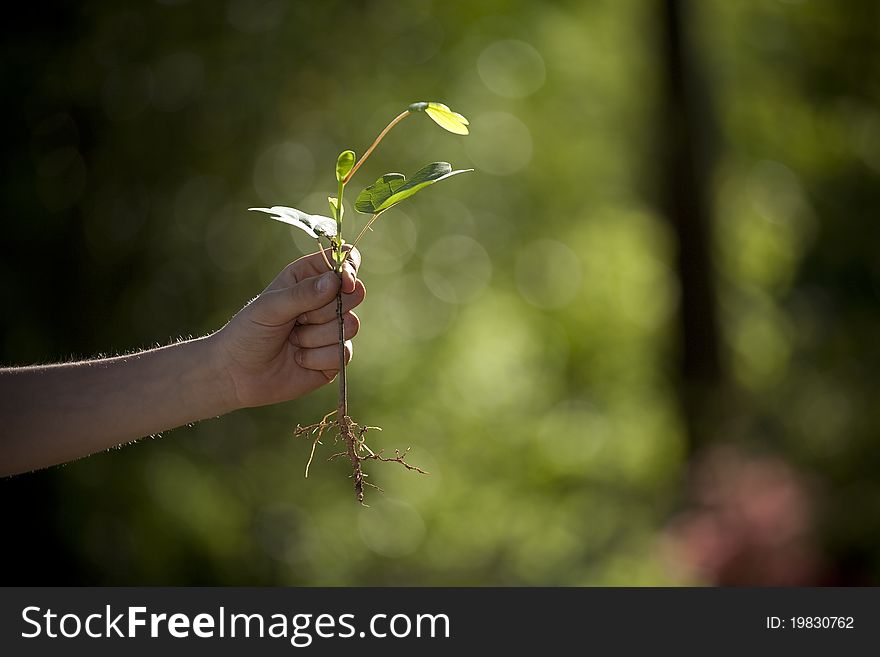 Horizontal photograph of a young child holding a new tree. Horizontal photograph of a young child holding a new tree
