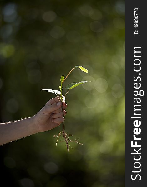 Vertical photograph of a young child holding a new tree. Vertical photograph of a young child holding a new tree