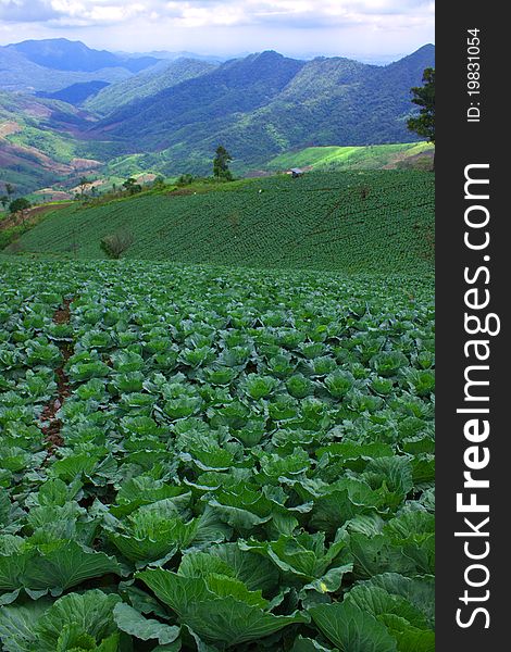 Cabbage cultivation of tribesman in Thailand,Non risk with E. coli disease. Cabbage cultivation of tribesman in Thailand,Non risk with E. coli disease.