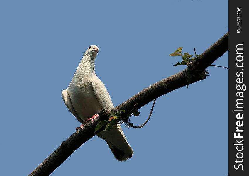 Blue background, a white dove on a branch. Blue background, a white dove on a branch