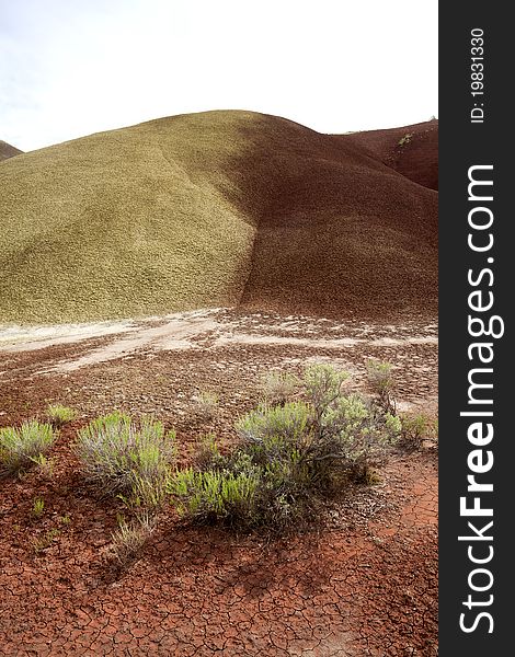 The yellow color of the Painted Hills in north central Oregon. The yellow color of the Painted Hills in north central Oregon.