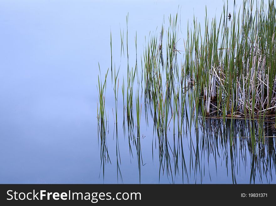 Tall grass is sticking up from the calm water of the lake. Tall grass is sticking up from the calm water of the lake.