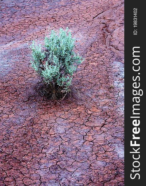 A small plant isolated on red soil. A small plant isolated on red soil.