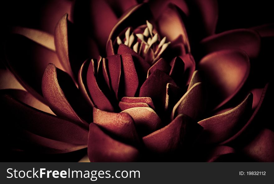 Lotus flower against black background. Lotus flower against black background