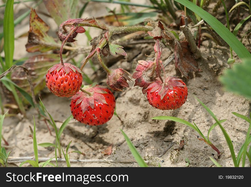 Ripe Wild Strawberries.