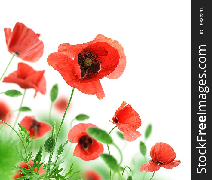 Beautiful red poppies isolated on a white background. Beautiful red poppies isolated on a white background.