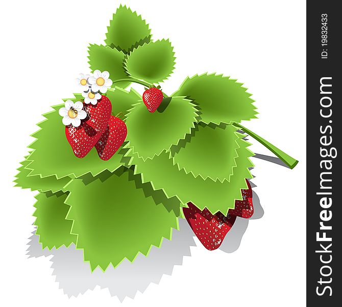 Illustration, red strawberry, white flower and bee