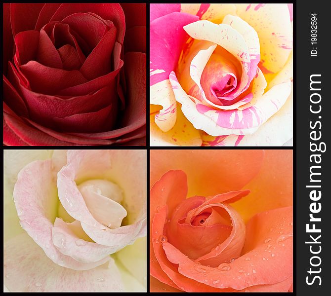 Beautiful and wet roses in the collage. Beautiful and wet roses in the collage