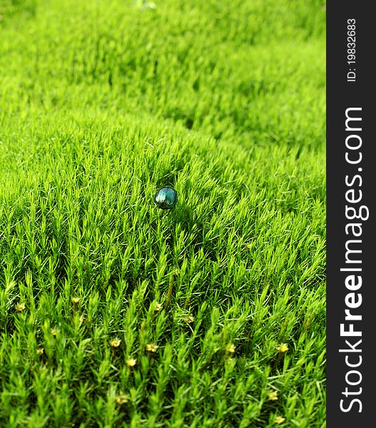 Green beetle on the field