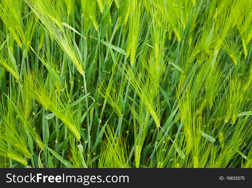 Wheat field in the early spring with fresh and green spikes. Wheat field in the early spring with fresh and green spikes