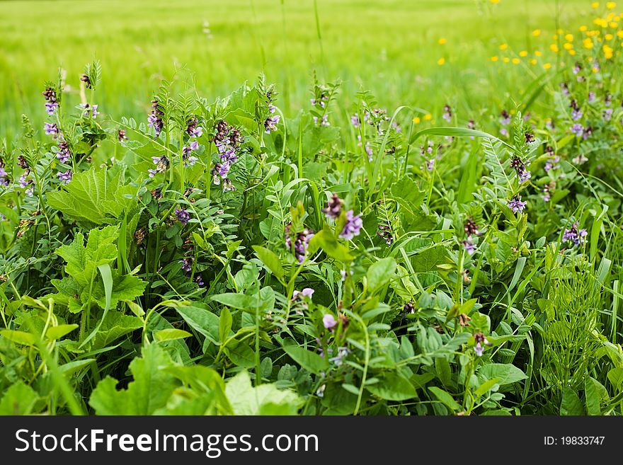 Image of a wonderful green meadow with spring flowers. Image of a wonderful green meadow with spring flowers