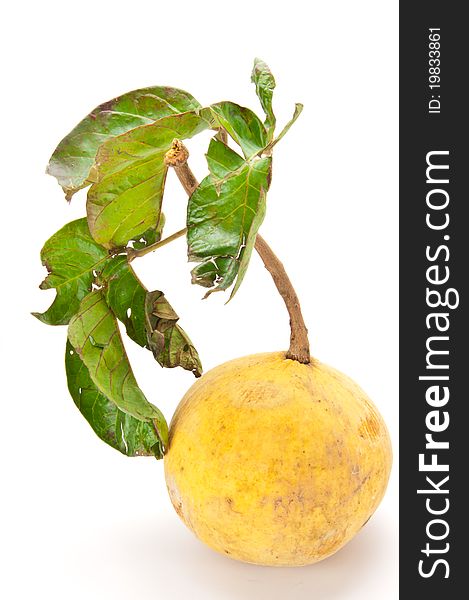 Santol is a tropical fruit in white background. Santol is a tropical fruit in white background