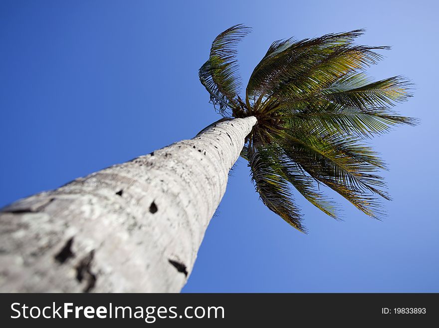 Palm tree, clear blue sky and breeze during summer day. Palm tree, clear blue sky and breeze during summer day