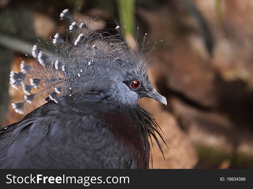 The detail of victoria crowned pigeon.