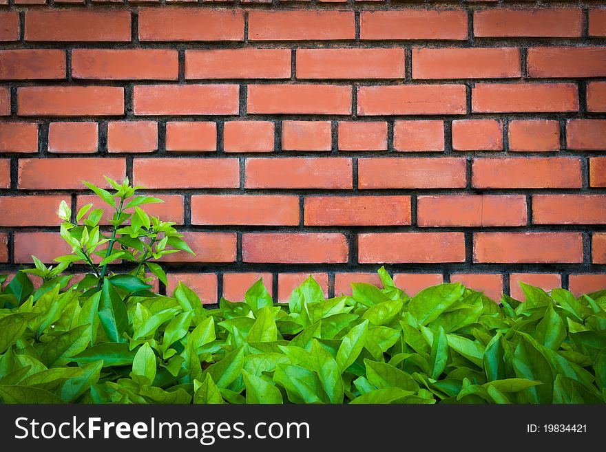 Brick and leaves for your background