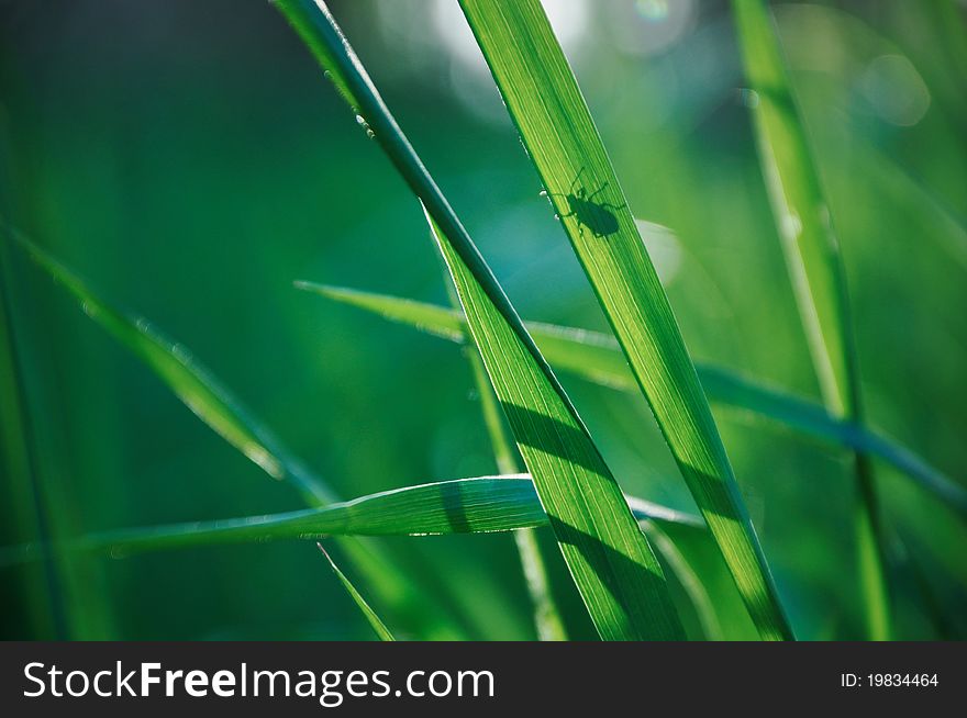 Silhouette  Of A Bug On A Green Grass