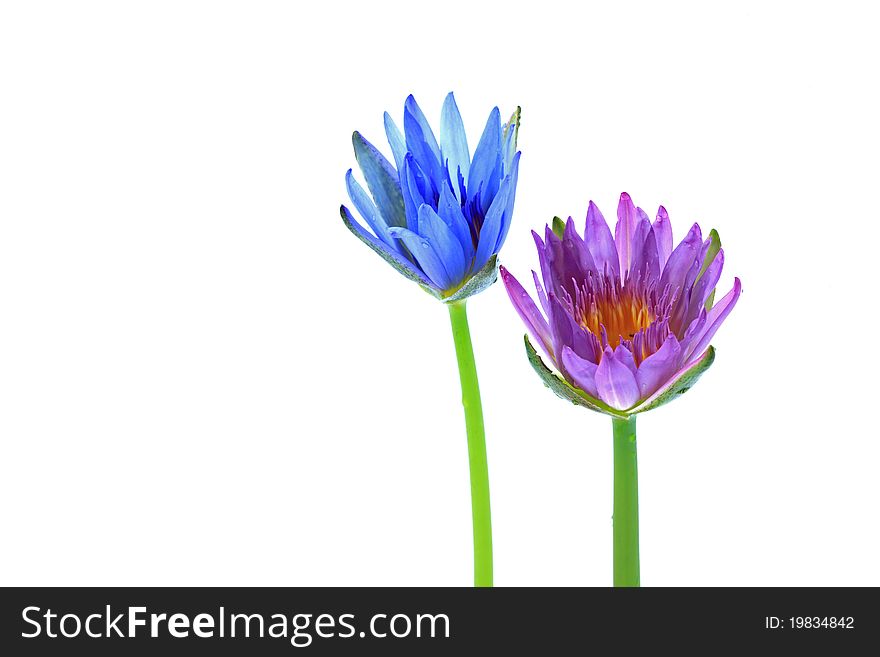 Two lotus blue and purple on white background. Two lotus blue and purple on white background