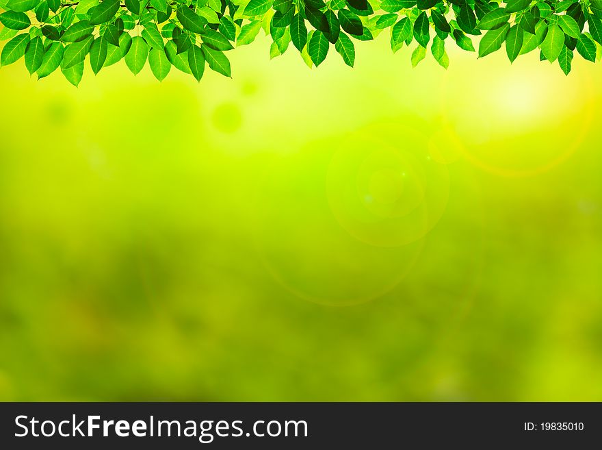 Green leaves on green blur background. Green leaves on green blur background