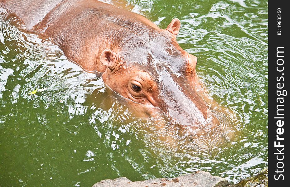 Cute of Hippopotamuses in the pond close up. Cute of Hippopotamuses in the pond close up