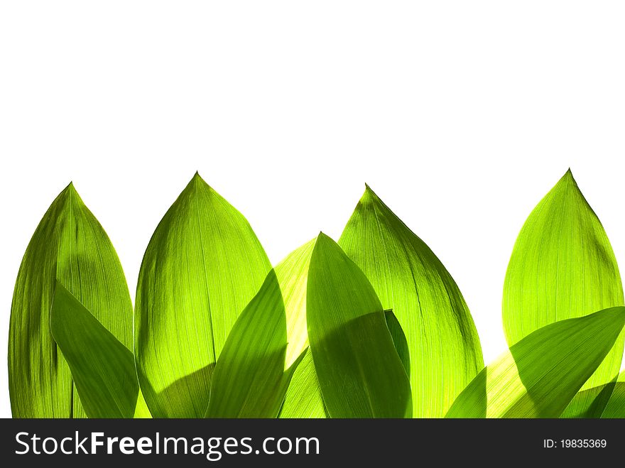 Border from fresh leaves isolated on white. Border from fresh leaves isolated on white