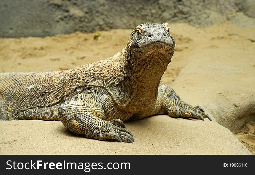 Komodo dragon (Varanus komodoensis) or a dragon lizard is the most powerful living species of lizard of the family varanovitÃ½ch. For its size, ferocity and danger is called.