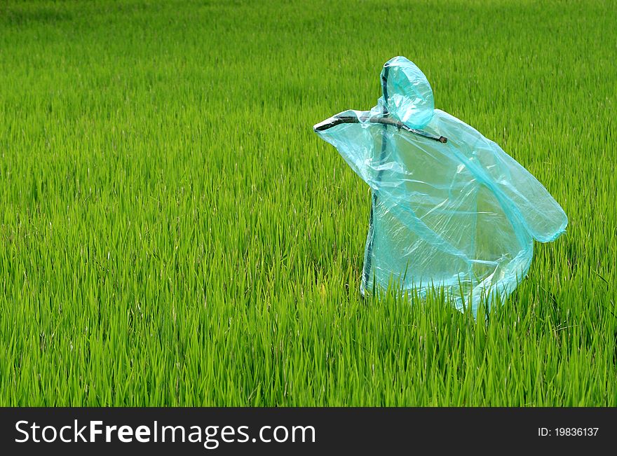Plastic scarecrow in the rice field