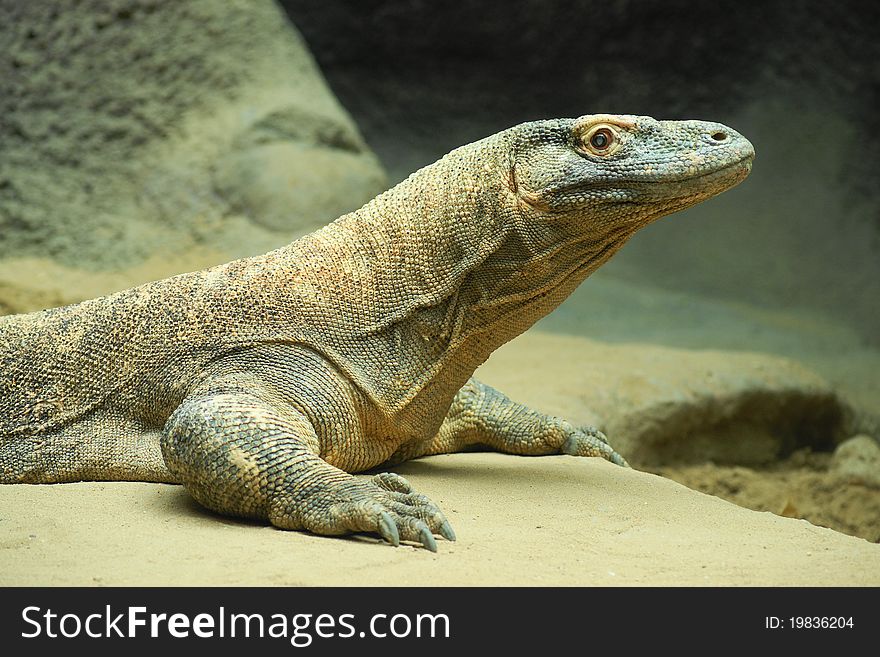 Komodo dragon (Varanus komodoensis) or a dragon lizard is the most powerful living species of lizard of the family varanovitÃ½ch. For its size, ferocity and danger is called. Komodo dragon (Varanus komodoensis) or a dragon lizard is the most powerful living species of lizard of the family varanovitÃ½ch. For its size, ferocity and danger is called.