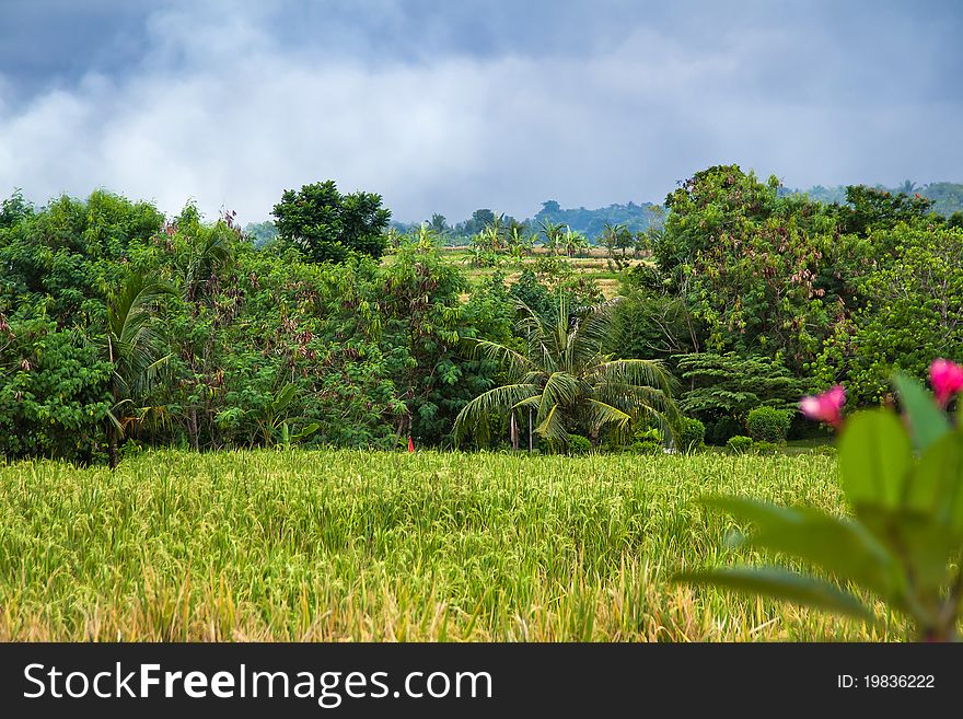 Beautiful green rice fields. Bali, Indonesia