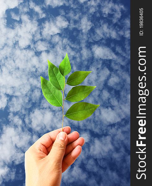 Green leaves in hand on sky background for green concept