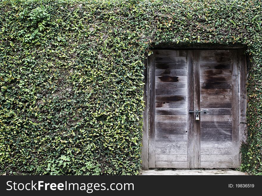 Ancient Wood Door With Grass On Wall