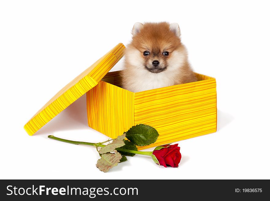 Sweet Pomeranian puppy present in gift box with red rose.