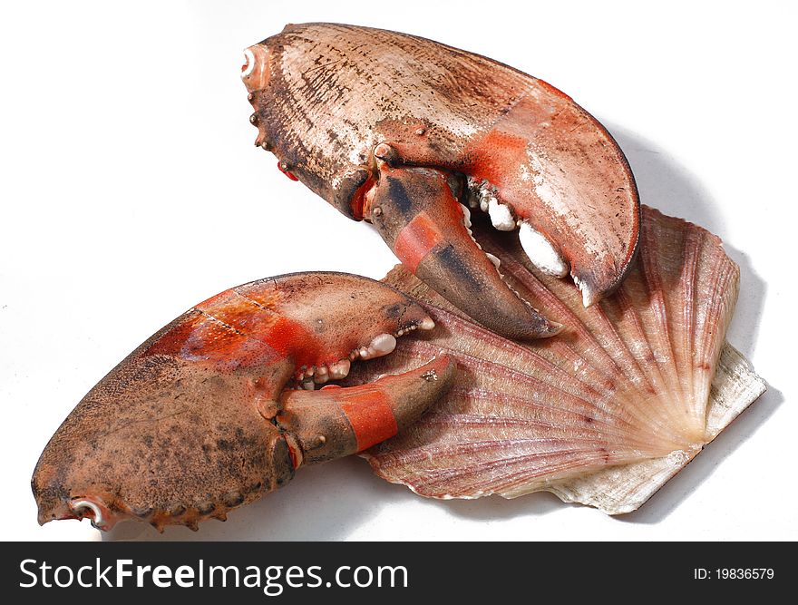 Shell and crab's claw isolated on white