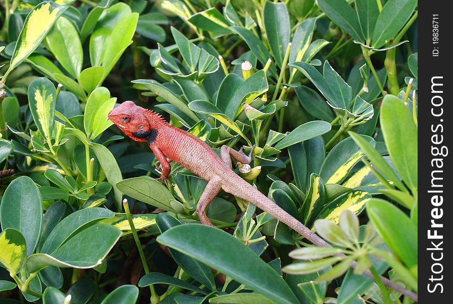 Red lizard in the tropical jungle. Red lizard in the tropical jungle