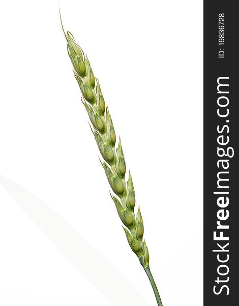 Closeup of green ear of wheat on white background