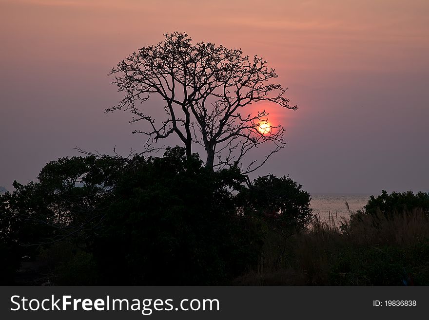 Beautiful sunset in Thailand with a lone tree. Beautiful sunset in Thailand with a lone tree