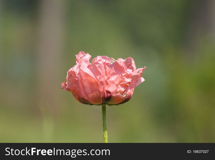 Delicate crinkled poppy blossom in front of blurry background