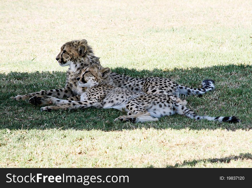 Two Cheetahs Lying Next To Each Other