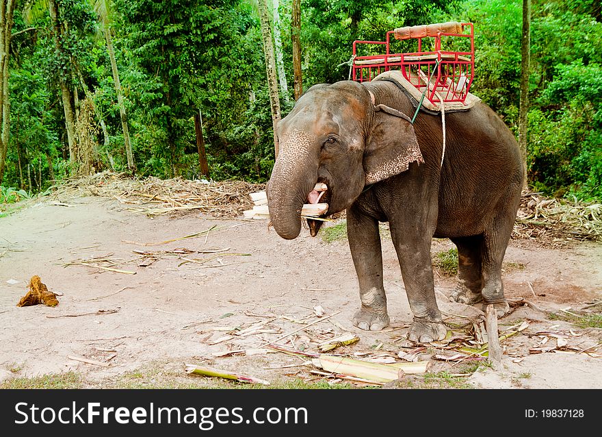 Elephant eating tree in jungle